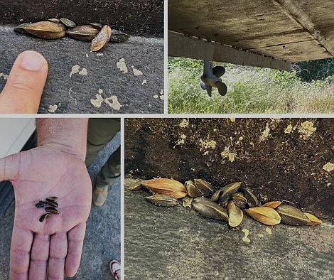 After implementing an inspection and quarantine program at Folsom Lake to try to stop the spread of golden mussels, state park officials said the highly invasive aquatic species was found attached to a boat.
Mandatory Credit:	California State Parks/KOVR via CNN Newsource