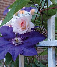 Giant clematis and roses in the West End