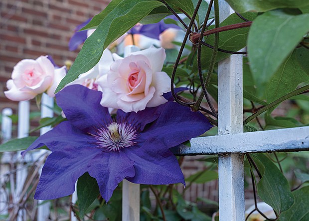 Giant clematis and roses in the West End