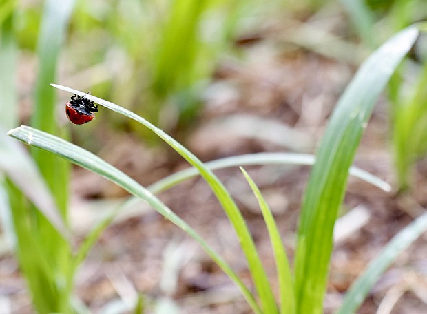 Ladybug hanging tight at Maymont park