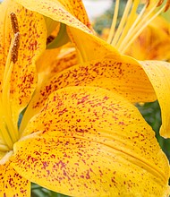 Lillies in North Side