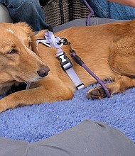 A dog who went missing for more than a month and covered about 100 miles - including a mile-long swim - has finally been returned to her foster home after being rescued at sea. Amber is a 5-year-old rescue dog.
Mandatory Credit:	Sam Collins via CNN Newsource