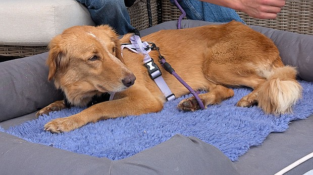A dog who went missing for more than a month and covered about 100 miles - including a mile-long swim - has finally been returned to her foster home after being rescued at sea. Amber is a 5-year-old rescue dog.
Mandatory Credit:	Sam Collins via CNN Newsource