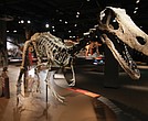 This fossil specimen is part of the “Ultimate Dinosaurs” exhibit now roaring through the Science Museum of Virginia, featuring 17 life-size skeletons and dozens of fossils from South America, Africa and Madagascar.