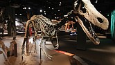 This fossil specimen is part of the “Ultimate Dinosaurs” exhibit now roaring through the Science Museum of Virginia, featuring 17 life-size skeletons and dozens of fossils from South America, Africa and Madagascar.