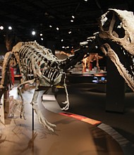 This fossil specimen is part of the “Ultimate Dinosaurs” exhibit now roaring through the Science Museum of Virginia, featuring 17 life-size skeletons and dozens of fossils from South America, Africa and Madagascar.