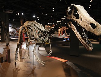 This fossil specimen is part of the “Ultimate Dinosaurs” exhibit now roaring through the Science Museum of Virginia, featuring 17 life-size skeletons and dozens of fossils from South America, Africa and Madagascar.