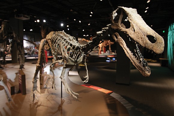 The roar of the past echoes through the halls of the Science Museum of Virginia this summer, as visitors encounter … The roar of the past echoes through the halls of the Science Museum of Virginia this summer, as visitors encounter …