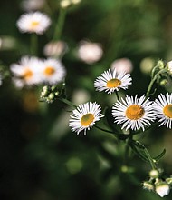 Daisies at Ancarrows Landing