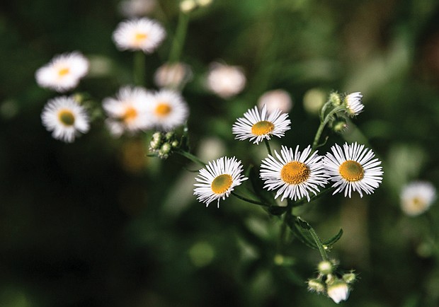 Daisies at Ancarrows Landing