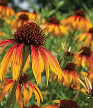 Cone flowers in the West End