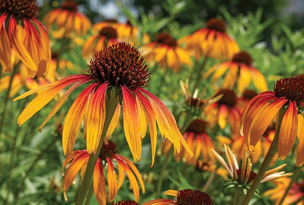 Cone flowers in the West End