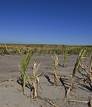 Cattle rancher Brad Randel walks through his drought-stricken cornfield in September 2022 in McCook, Nebraska.
Mandatory Credit:	Ricky Carioti/The Washington Post/Getty Images via CNN Newsource