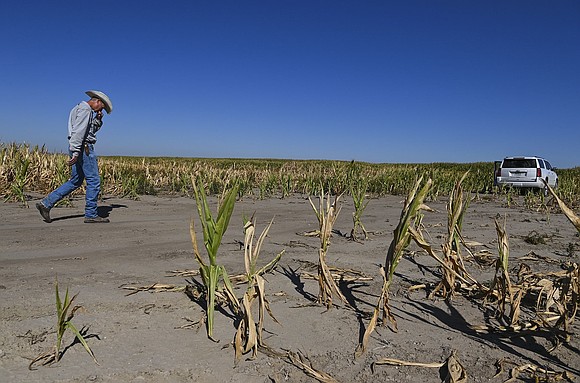 Rising global temperatures are set to devastate food crops across the world, with particularly alarming impacts projected for the United …