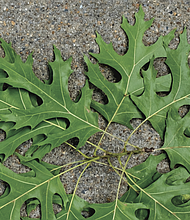 Fan of oak leaves in Museum District