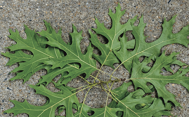 Fan of oak leaves in Museum District