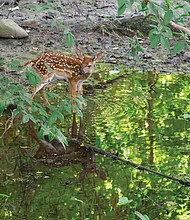 Fawn at edge of river near Oregon Hill Overlook