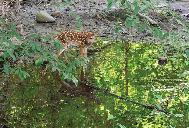 Fawn at edge of river near Oregon Hill Overlook