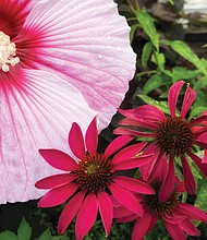 Summer blooms in museum district