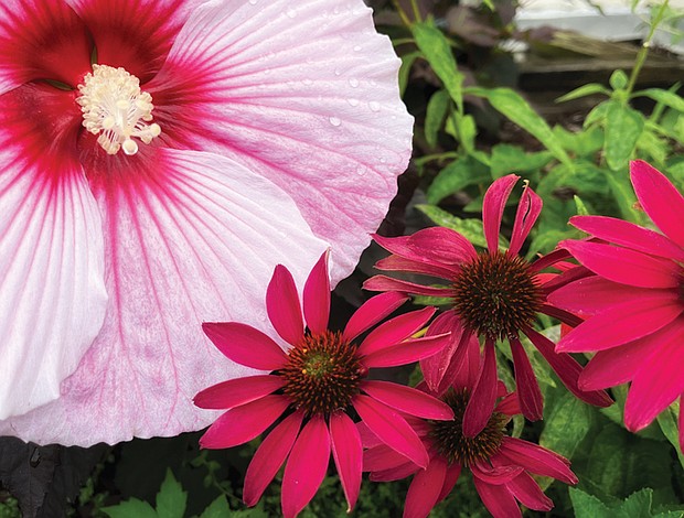 Summer blooms in museum district