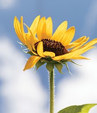 Sunflower in Church Hill near Chimborazo Park