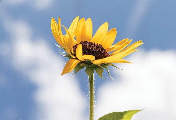 Sunflower in Church Hill near Chimborazo Park