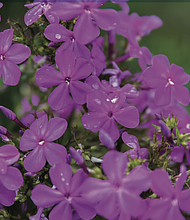 Raindrops on garden phlox in Chimborazo Park