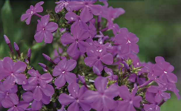 Raindrops on garden phlox in Chimborazo Park