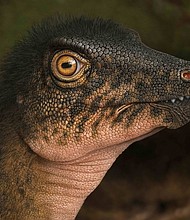 An image of Thescelosaurus, a ornithopod dinosaur with vertebrae similar to the one found in the rock core.
Mandatory Credit:	Andrey Atuchin/Denver Museum of Nature & Science via CNN Newsource