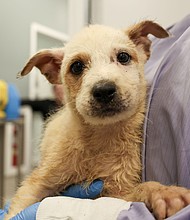 PAWS Chicago via CNN Newsource