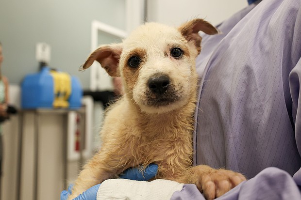 PAWS Chicago via CNN Newsource