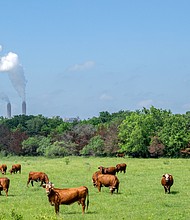 Cows graze in a field near the coal-fueled Oak Grove Power Plant on April 29, 2024 in Robertson County, Texas.
Mandatory Credit:	Brandon Bell/Getty Images/File via CNN Newsource