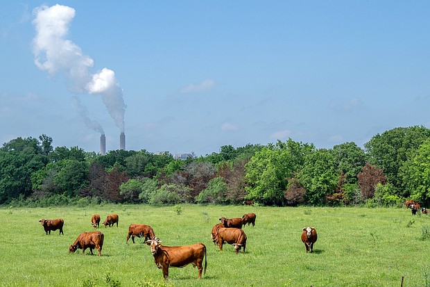 Cows graze in a field near the coal-fueled Oak Grove Power Plant on April 29, 2024 in Robertson County, Texas.
Mandatory Credit:	Brandon Bell/Getty Images/File via CNN Newsource
