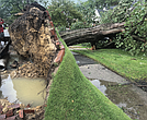 A tree fell between houses crushing a vehicle during a July storm in the Bryan Park neighborhood.