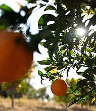 Much of the orange juice sold in the US comes from Brazil, and a US importer of the breakfast staple is suing the Trump administration, claiming the threatened 50% tariff would cause a big price hike for consumers.
Mandatory Credit:	Lucas Landau/Bloomberg/Getty Images via CNN Newsource