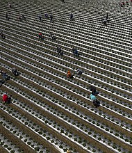 Migrant workers pick strawberries during harvest, south of San Francisco.
Mandatory Credit:	Joe Sohm/Visions of America/Universal Images Group Editorial/Getty Images via CNN Newsource