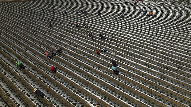 Migrant workers pick strawberries during harvest, south of San Francisco.
Mandatory Credit:	Joe Sohm/Visions of America/Universal Images Group Editorial/Getty Images via CNN Newsource