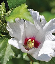Hibiscus bloom outside Oliver Hill Courthouse