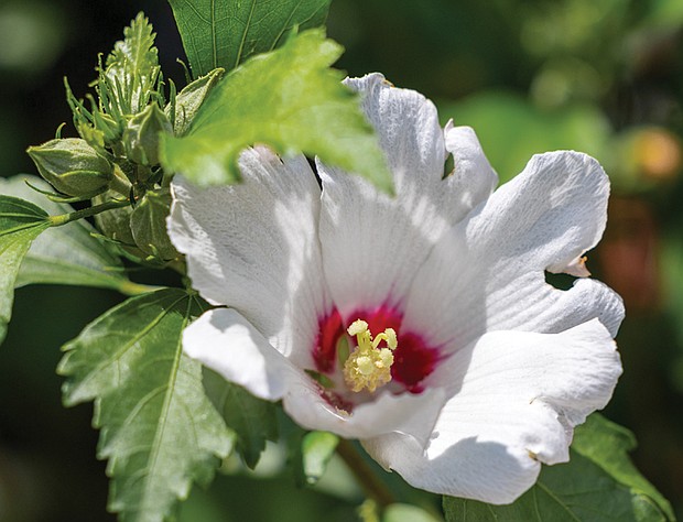 Hibiscus bloom outside Oliver Hill Courthouse