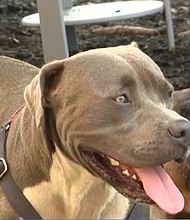 Two people were found unresponsive at a tent encampment along Pittsburgh’s North Shore, thanks to the actions of a dog who sought help, Pittsburgh Public Safety confirms.
Mandatory Credit:	WTAE via CNN Newsource