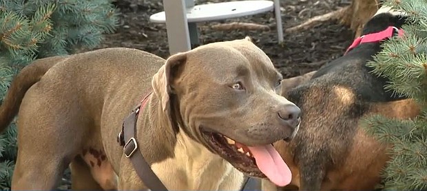 Two people were found unresponsive at a tent encampment along Pittsburgh’s North Shore, thanks to the actions of a dog who sought help, Pittsburgh Public Safety confirms.
Mandatory Credit:	WTAE via CNN Newsource