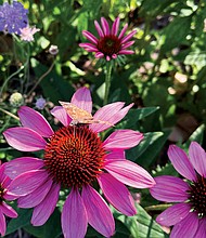 Moth and Summer blooms
