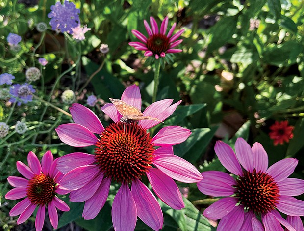 Moth and Summer blooms