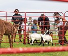 Zymeir Parker, 5, left, Tamika and James Wilson Jr. with their 5-year-old son, James Wilson III, center, and Jazmin Woodson with her 1-year-old daughter, Navy Woodson, right, interact with farm animals at the petting zoo.