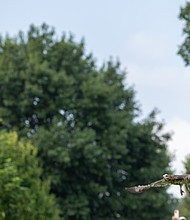 Del. Betsy Carrlooks on as, the Wildlife Center of Virginia releases a Red-tailed Hawk—its 1,778th patient of the year—back into the wild Thursday, Aug. 7, at Maymont. “Hawk #25-1778” was rescued May 26 in Forest Hill Park with the help of Julie Kacmarcik, a bird bander with the Richmond Audubon Society. The center’s rehabilitation team provided daily care and monitored its progress. By mid-June, the hawk was completing daily flight exercises in a large outdoor enclosure.
The hawk also played a lifesaving role for another bird. Around the time of its rescue, a second hawk was admitted with severe internal bleeding. A blood transfusion from the hawk contributed to the injured hawk’s recovery.