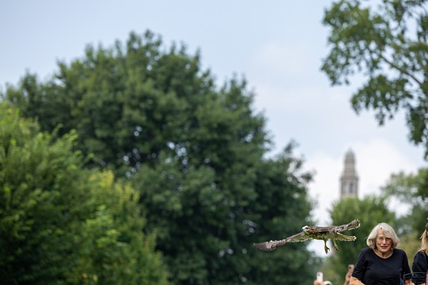 Del. Betsy Carrlooks on as, the Wildlife Center of Virginia releases a Red-tailed Hawk—its 1,778th patient of the year—back into the wild Thursday, Aug. 7, at Maymont. “Hawk #25-1778” was rescued May 26 in Forest Hill Park with the help of Julie Kacmarcik, a bird bander with the Richmond Audubon Society. The center’s rehabilitation team provided daily care and monitored its progress. By mid-June, the hawk was completing daily flight exercises in a large outdoor enclosure.
The hawk also played a lifesaving role for another bird. Around the time of its rescue, a second hawk was admitted with severe internal bleeding. A blood transfusion from the hawk contributed to the injured hawk’s recovery.