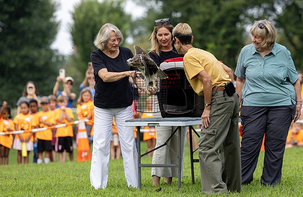 The Wildlife Center of Virginia releases a Red-tailed Hawk—its 1,778th patient of the year—back into the wild Thursday, Aug. 7, at Maymont. “Hawk #25-1778” was rescued May 26 in Forest Hill Park with the help of Julie Kacmarcik, a bird bander with the Richmond Audubon Society. The center’s rehabilitation team provided daily care and monitored its progress. By mid-June, the hawk was completing daily flight exercises in a large outdoor enclosure.
The hawk also played a lifesaving role for another bird. Around the time of its rescue, a second hawk was admitted with severe internal bleeding. A blood transfusion from the hawk contributed to the injured hawk’s recovery.