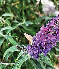 Butterfly bush Downtown