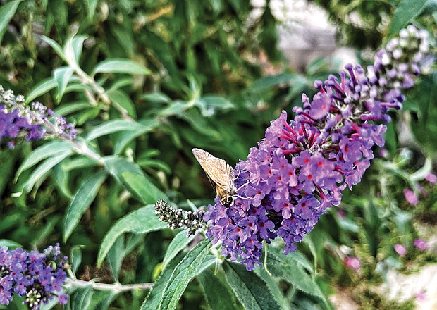 Butterfly bush Downtown