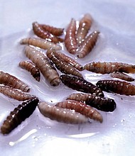 Larvae of the screwworm fly, collected from infected cows, are observed at a sterile fly production plant in Panama in June.
Mandatory Credit:	Enea Lebrun/Reuters via CNN Newsource